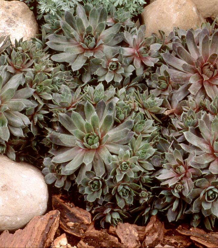 Sempervivum 'Purple Beauty'