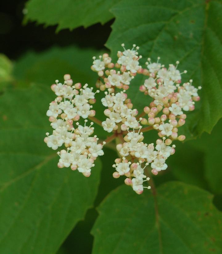 Viburnum acerifolium