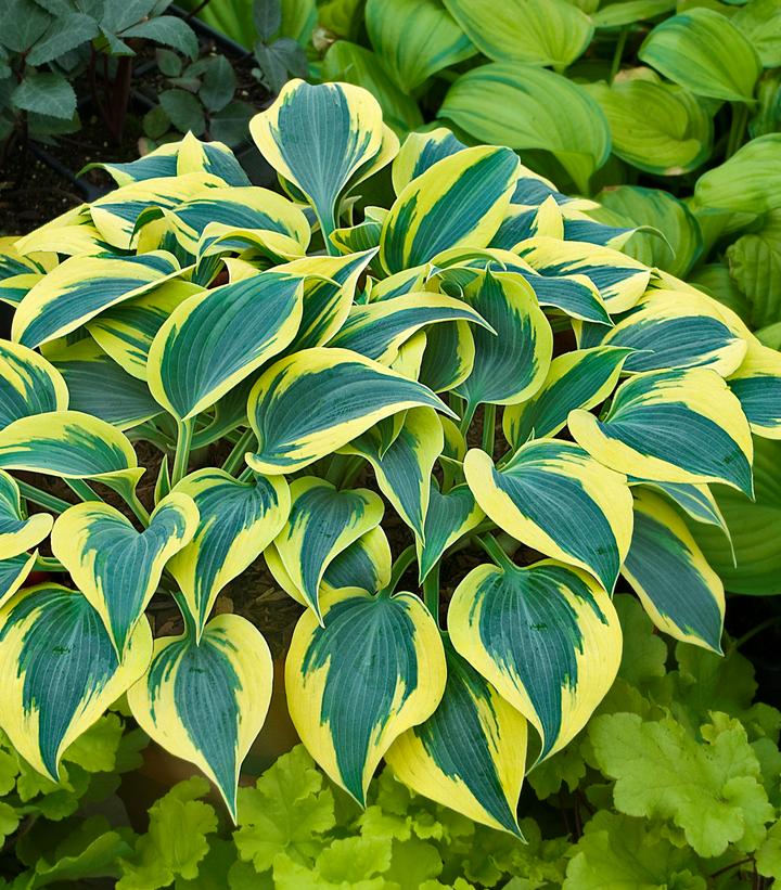 Hosta hybrid Shadowland® Shadowland® Autumn Frost