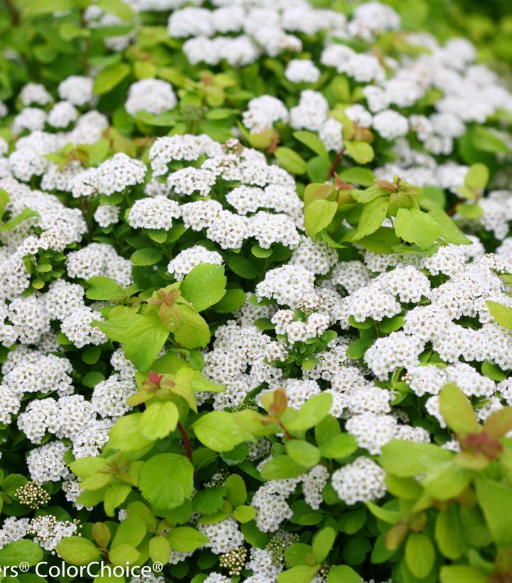 Spiraea betufolia Glow Girl®