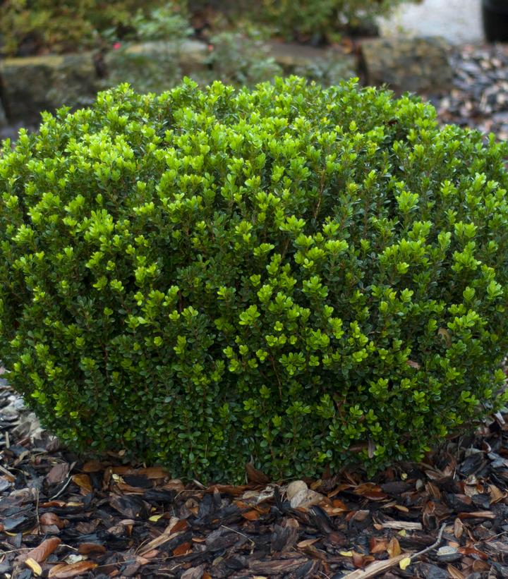 Buxus microphylla var. japonica Baby Gem™