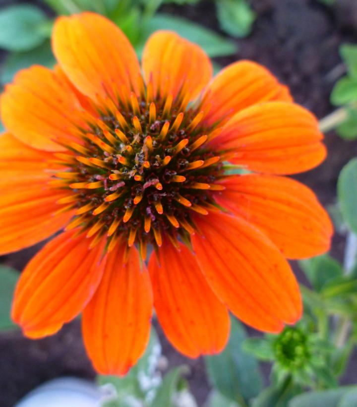 Echinacea x Sombrero® Adobe Orange