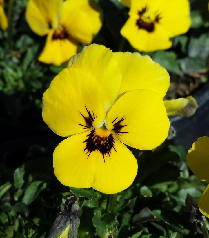 Viola Penny™ Yellow Blotch