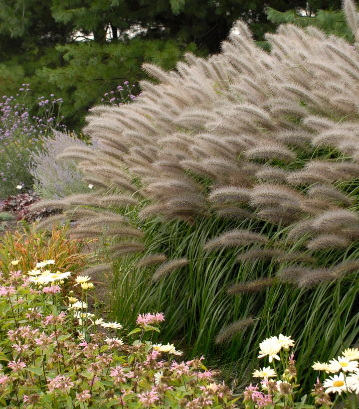 Pennisetum alopecuroides Red Head