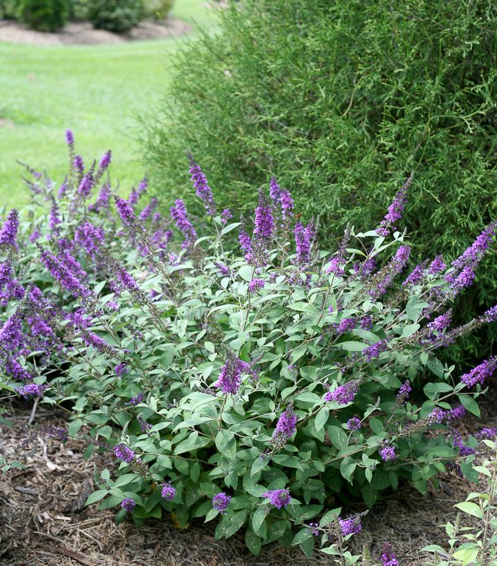 Buddleia x Lo & Behold® Lo & Behold® 'Blue Chip Jr.'