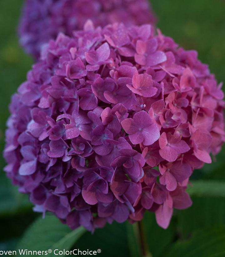 Hydrangea macrophylla Let's Dance® Rave®