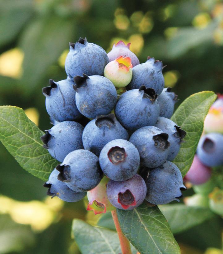 Vaccinium x Bushel and Berry™ 'Perpetua'