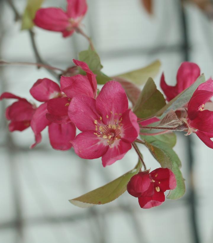 Malus x 'Robinson'