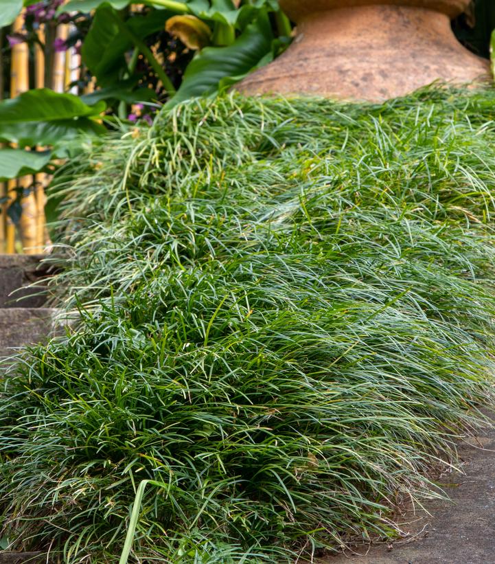 Ophiopogon japonicus