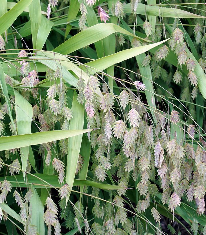 Chasmanthium latifolium