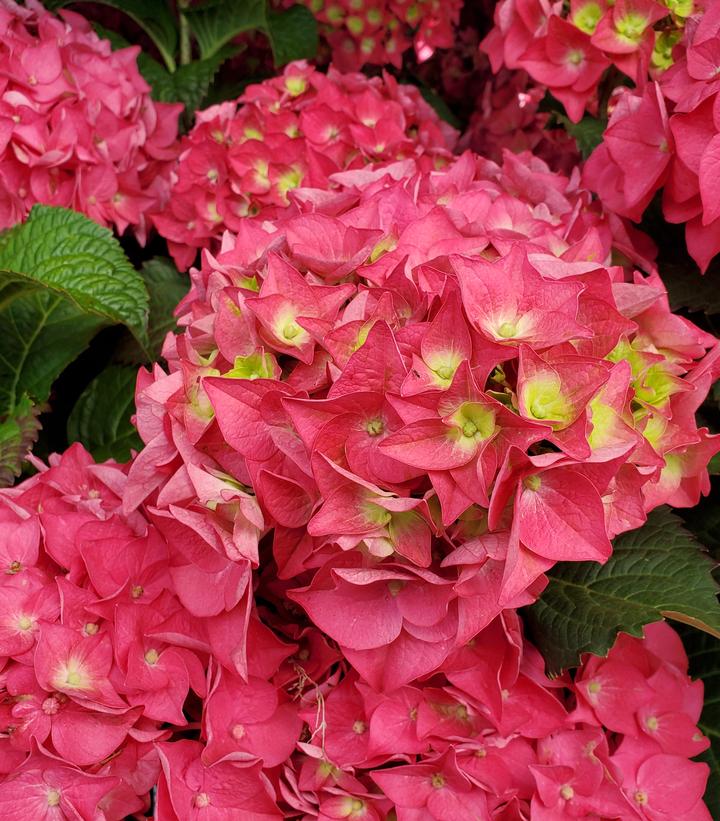 Hydrangea mac. Endless Summer® Summer Crush®