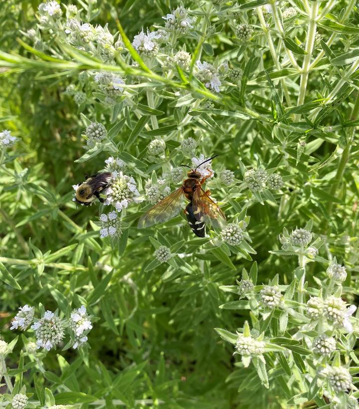 Pycnanthemum verticillatum var. pilosum