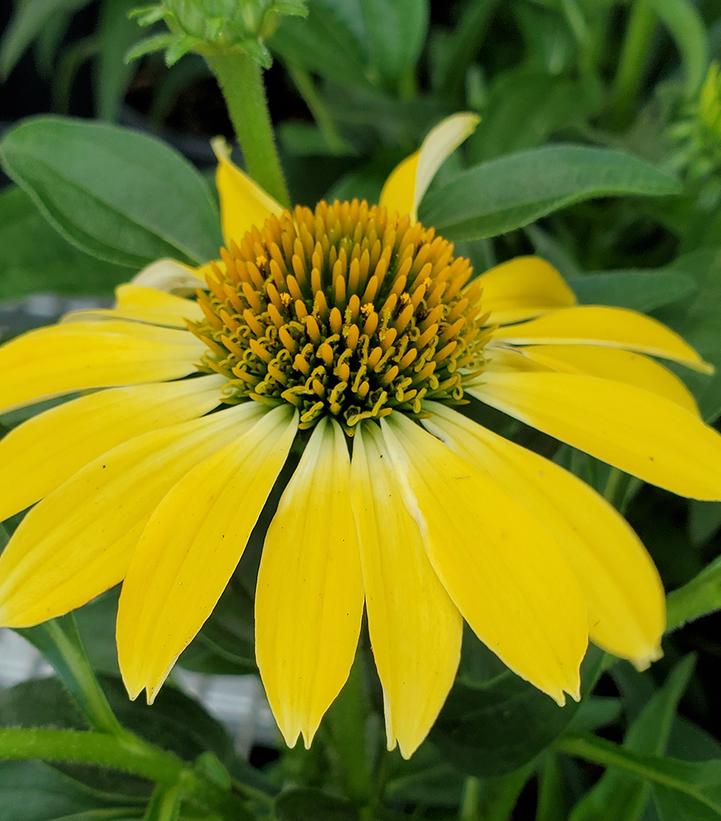 Echinacea x Sombrero® Summer Solstice