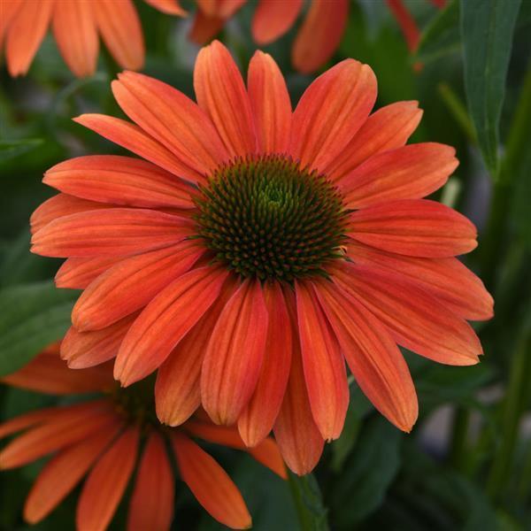 Echinacea x Sombrero® Tango Tangerine