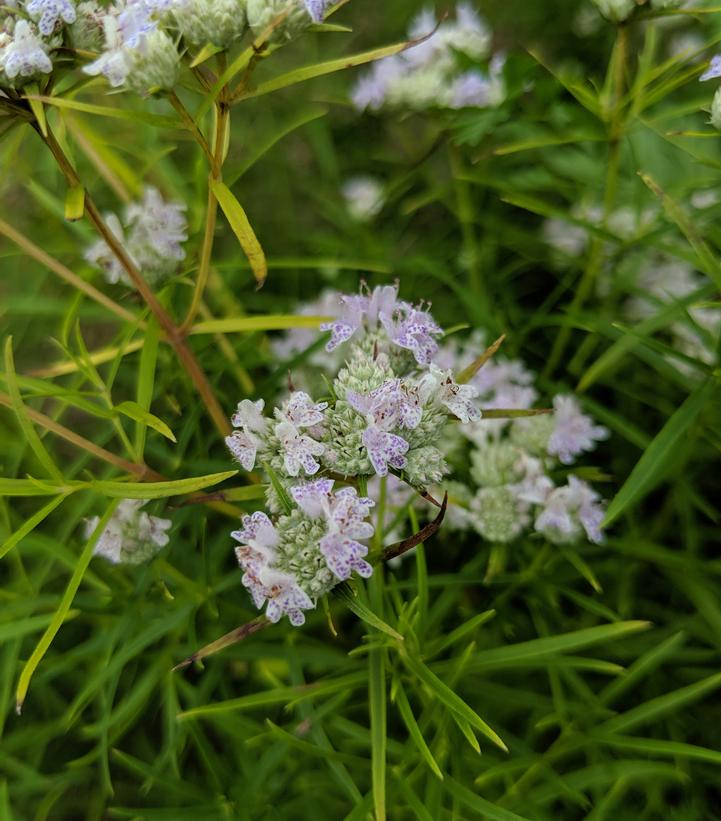 Pycnanthemum tenuifolium