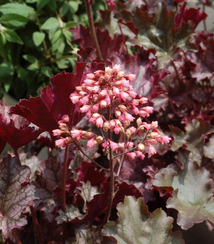 Heuchera 'Plum Pudding'