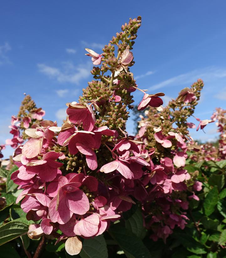Hydrangea paniculata Pinky Winky®