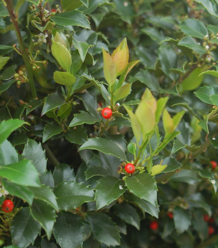 Ilex x meserveae 'Blue Maid'