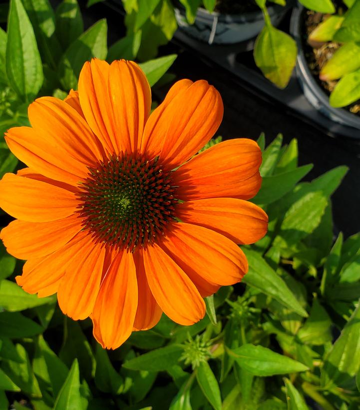 Echinacea hybrid Color Coded™ 'Orange You Awesome'