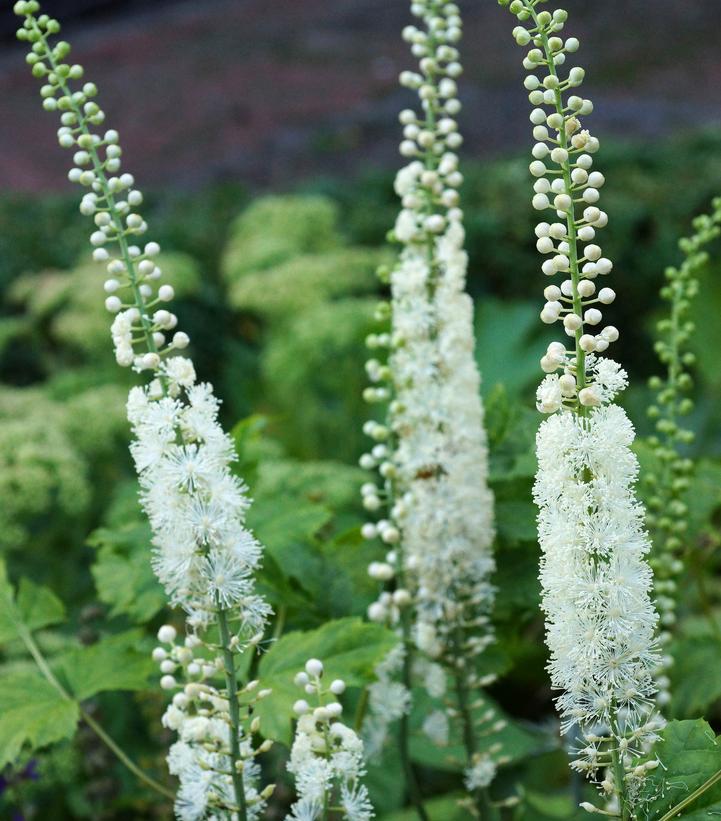 Actaea racemosa