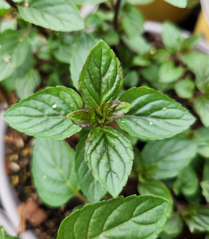 Mentha X piperita