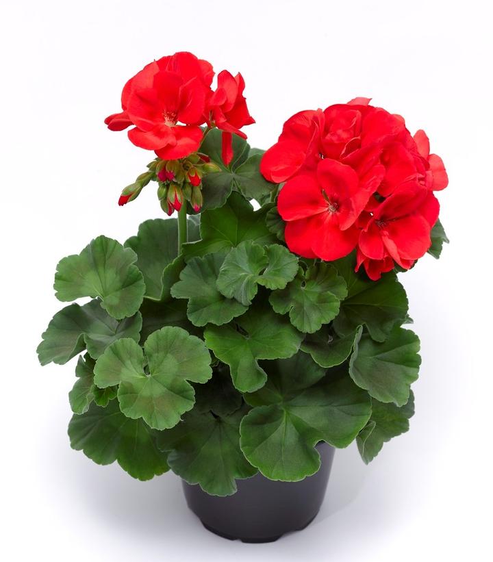 Geranium Zonal