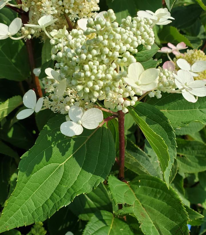 Hydrangea pan. Torch