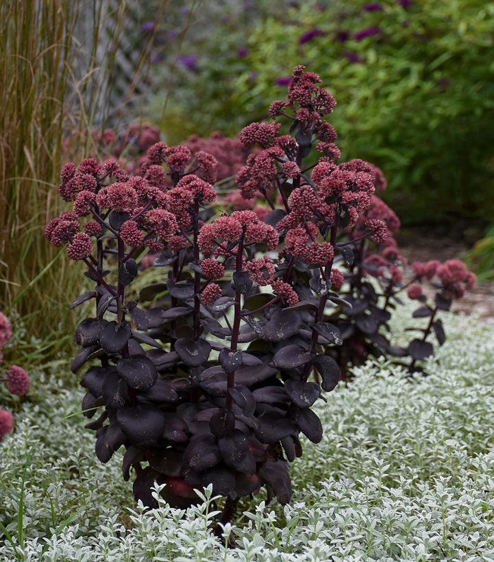 Sedum x 'Night Embers'