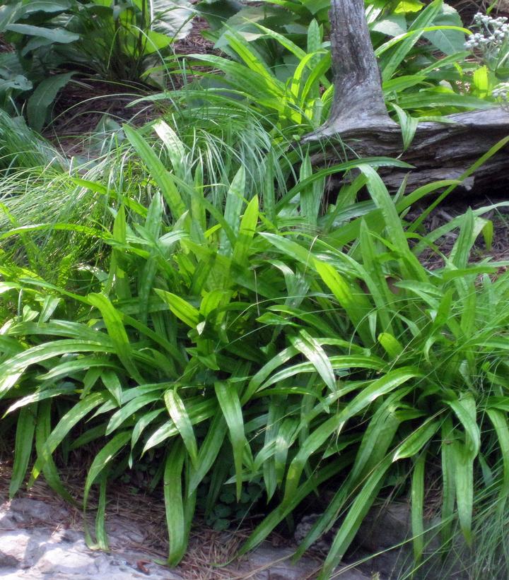 Carex plantaginea