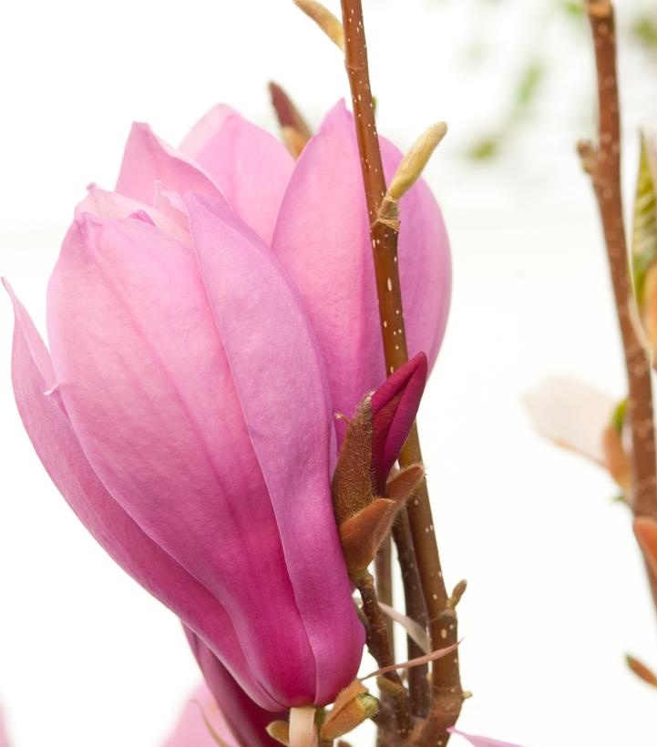 Magnolia liliflora 'Ann'