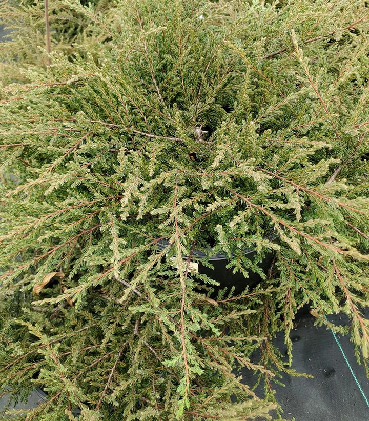 Juniperus communis Alpine Carpet®