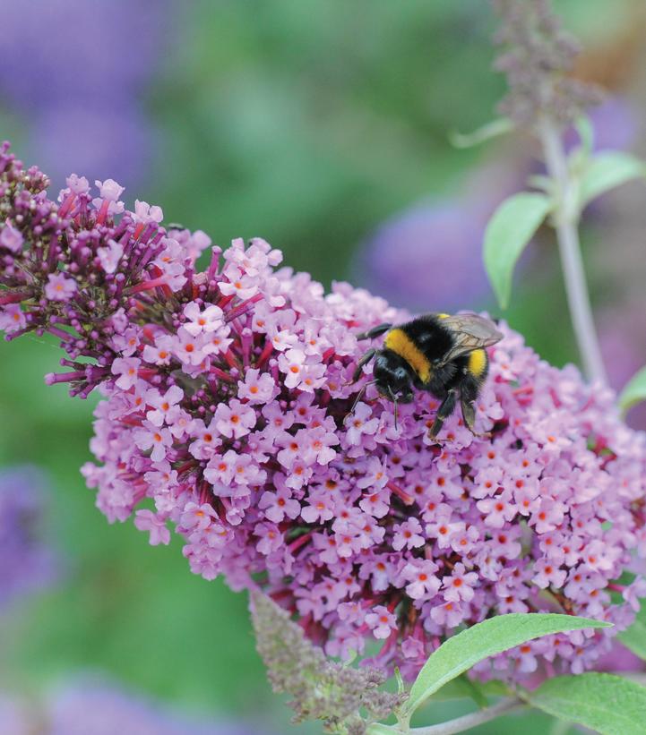 Buddleia davidii Buzz™ 'Soft Pink'