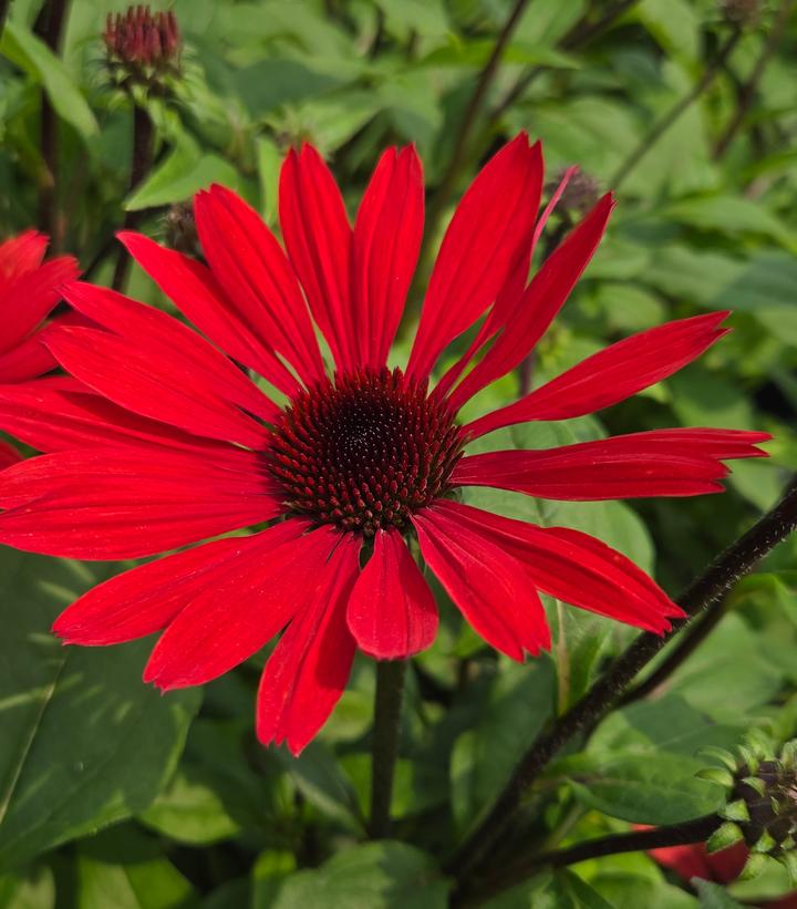 Echinacea x Panama™ Red