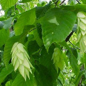 Ostrya virginiana