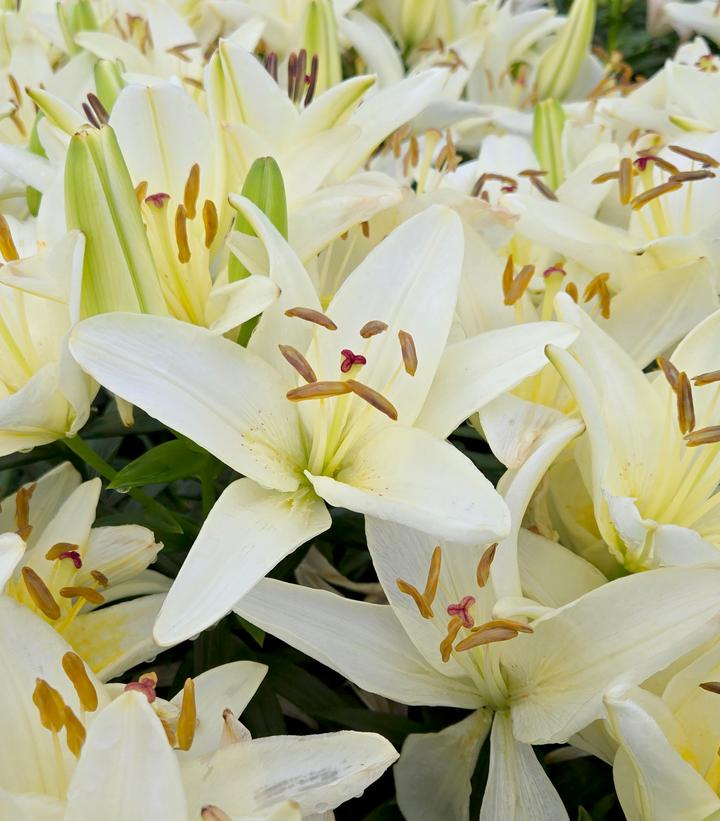 Lilium asiatic Fantasiatic White