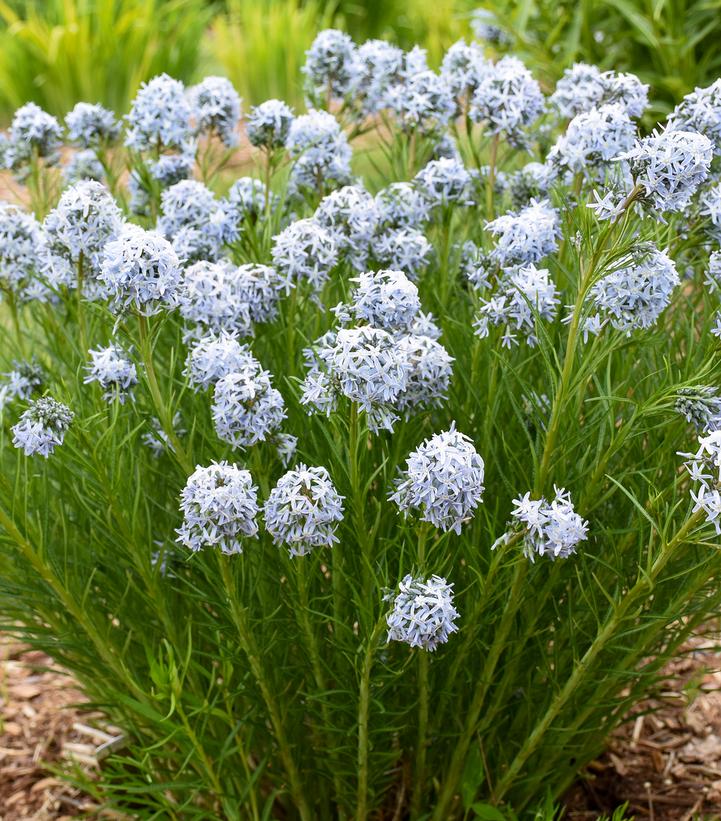 Amsonia x 'String Theory'