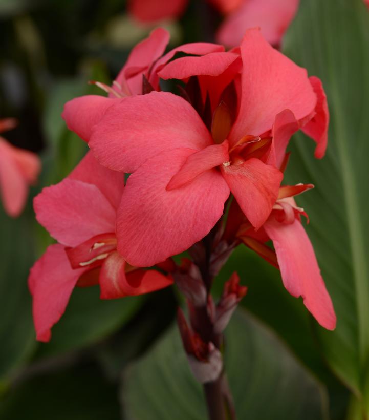 Canna x generalis Cannova® Rose