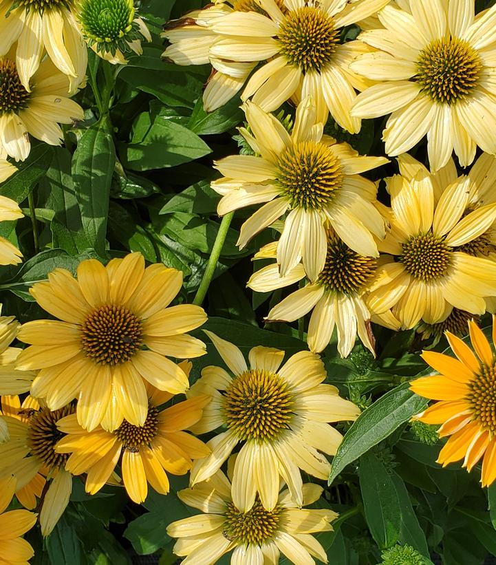 Echinacea x 'Sunmagic Vintage Mango'