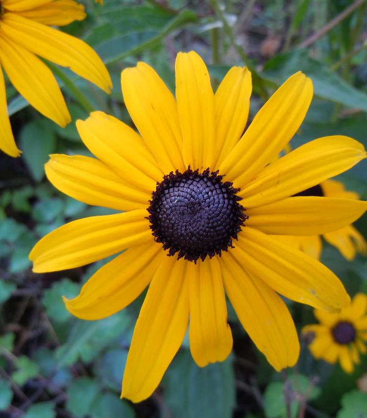 Rudbeckia hirta