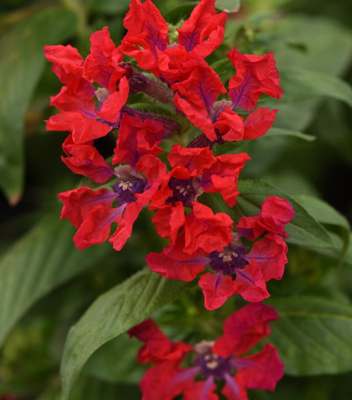 Cuphea Sweet Talk™ Red