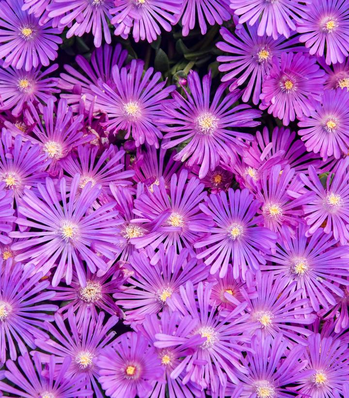 Delosperma KALEIDOSCOPE™ 'Orchid Flash'