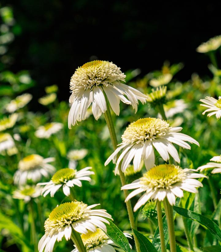 Image Credit: Bloomin' Easy
