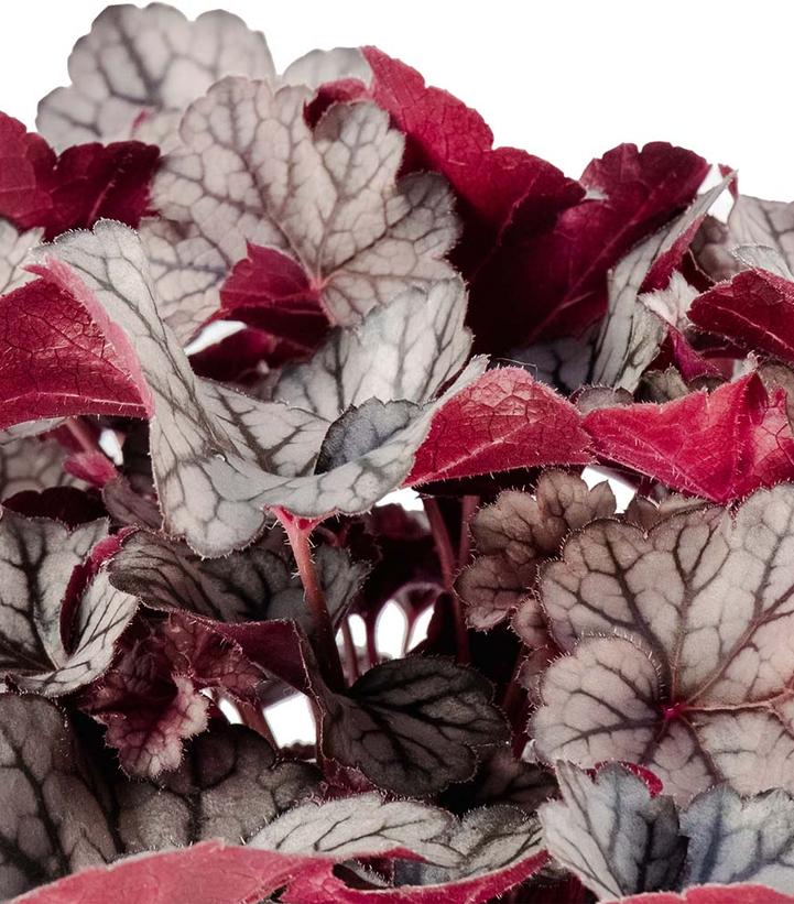 Image Credit: Bloomin' Easy