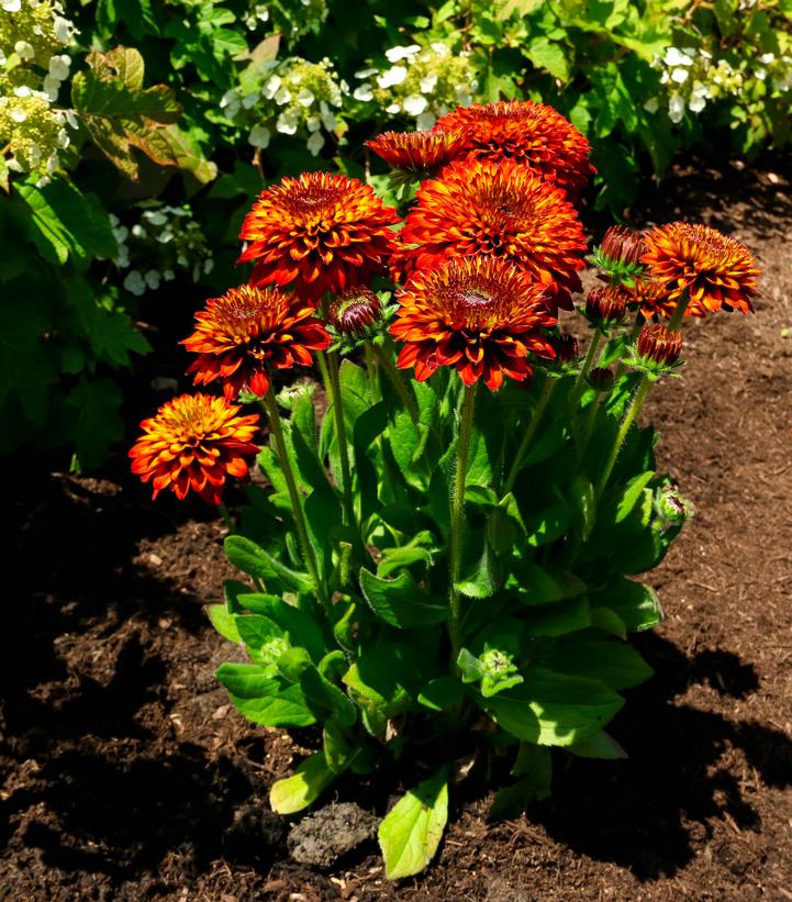 Image Credit: Bloomin Easy Plants