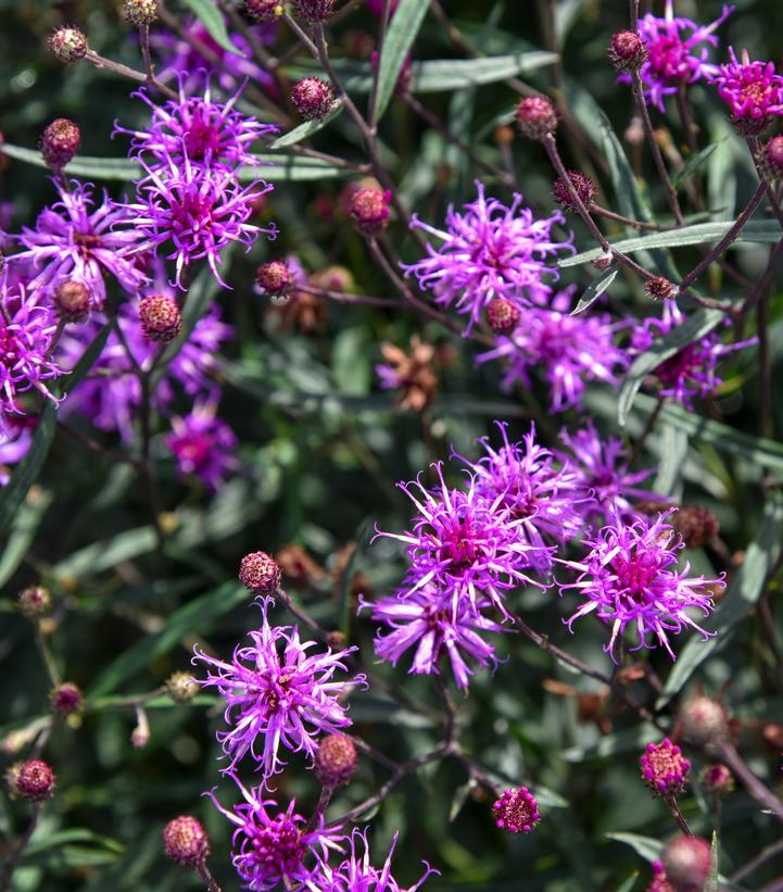 Image Credit: Walter Gardens