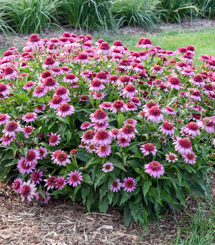 Image Credit: Walters Gardens
