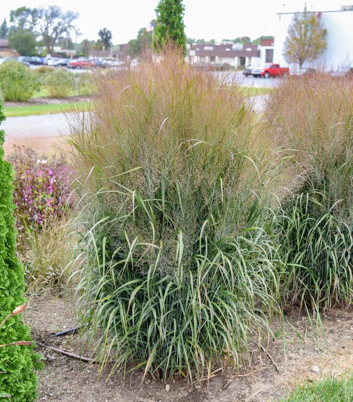 Image Credit: Walters Gardens