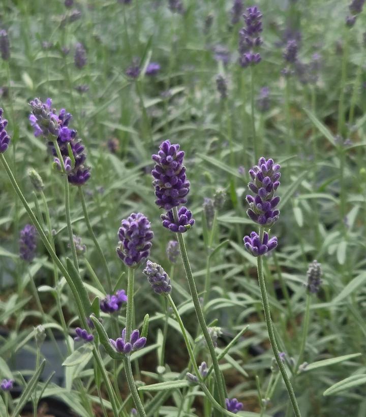 Image Credit: Prides Corner Farms