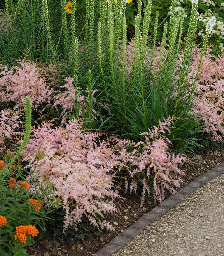 Image Credit: De Vroomen Garden Products