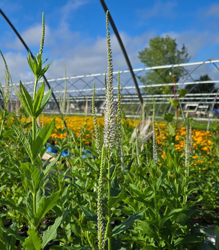 Image Credit: Prides Corner Farms